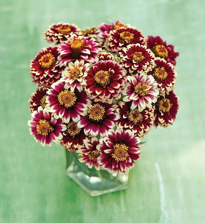 Burpee Color Crackle Zinnia Seeds 50 seeds