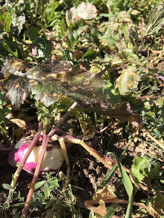 Hale Habitat & Seed Purple Top Turnip Food Plot Seed, 5 lbs