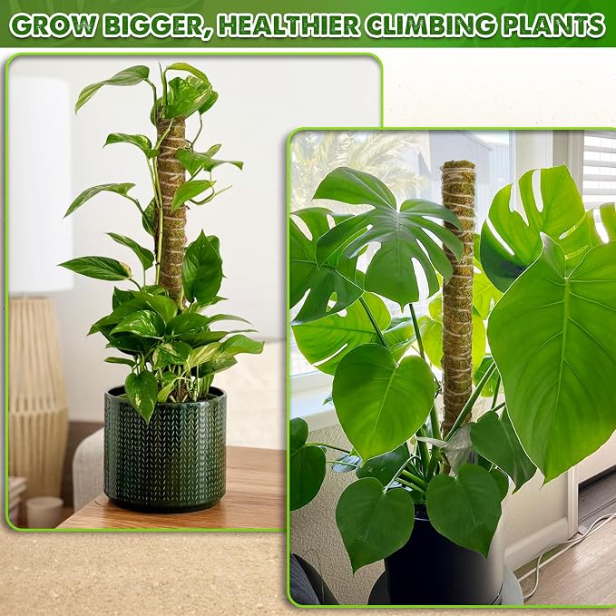 DUSPRO Natural Moss Pole for Plants Monstera, Forest Moss Stick, Monstera Plant Support, Handmade Plant Stake for Indoor Potted Plants to Grow Upward, 1 Pc 22"