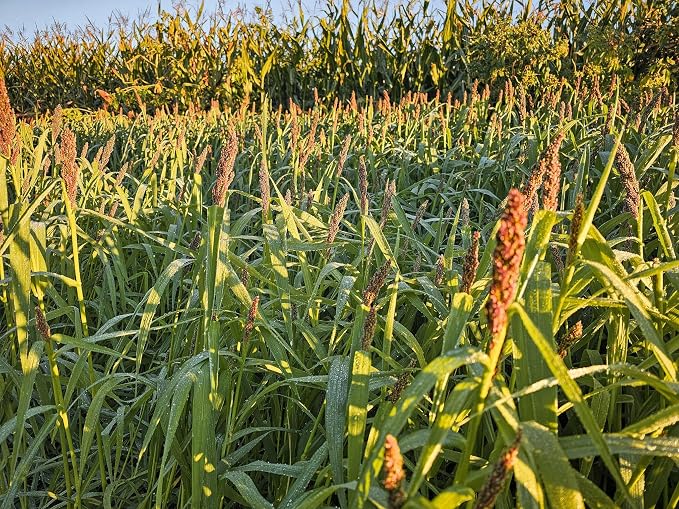 Domain Outdoor Landing Strip Food Plot Seed Mix - 1/4 Acre - Millet & Sorghum Blend for Waterfowl, Upland Birds, and Deer