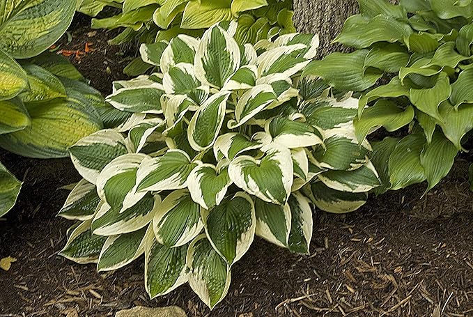 Hosta 'Patriot' (Hosta) Perennial, 1 - Size Container