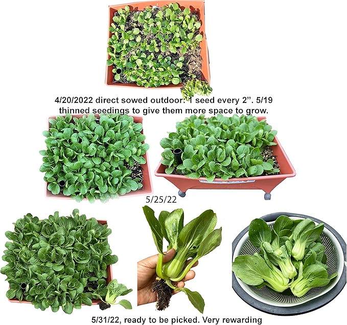 Bundle: Oriental Yard Long Pole Bean Seeds + Shanghai Baby Bok Choy/Pak Choi Seeds for Planting