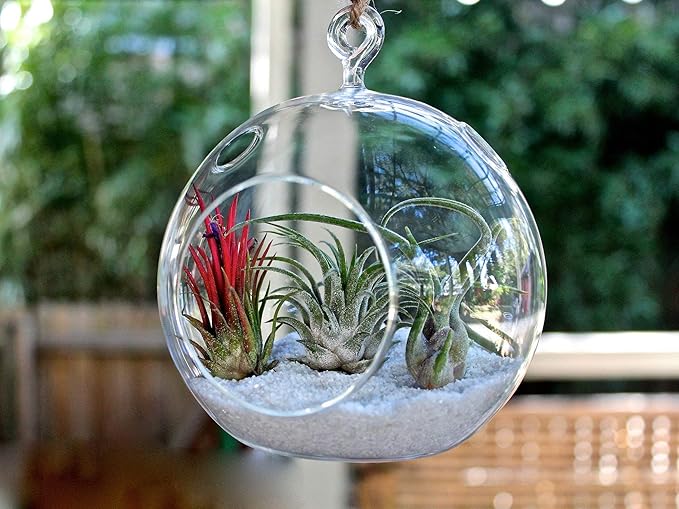 WGV Hanging Terrarium Globe, Width 7", Height 8", DIY Air Succulent Planter, Clear Glass Vase Orb with Flat Bottom, Candle Holder for Windowsill Outdoor Garden Decor, 1 Piece