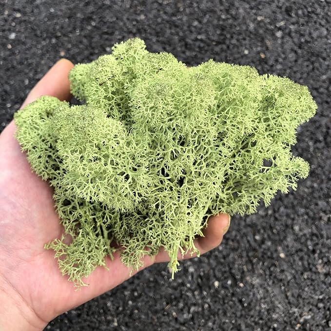 Preserved Reindeer Moss Natural Green DIY Kit Gardenning Art Wall Decor Florist Decor Easter Table Decor Wedding