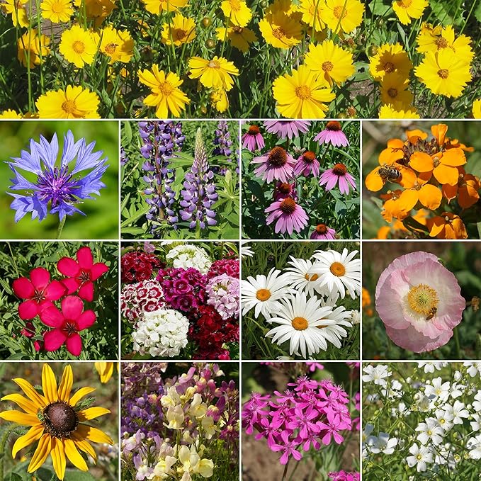 Ferry-Morse Wildflower Seeds - Northeast Mix, Non-GMO, Full Sun - 1 lb