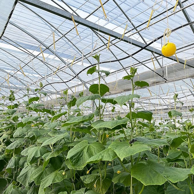 Bandelt 20pcs Tomato Support J Hooks, Tomato Climbing Hooks with 39ft Twine to Prevent Tomatoes from Pinching or Falling Off for Plant Vegetable Plant Fruit Flower