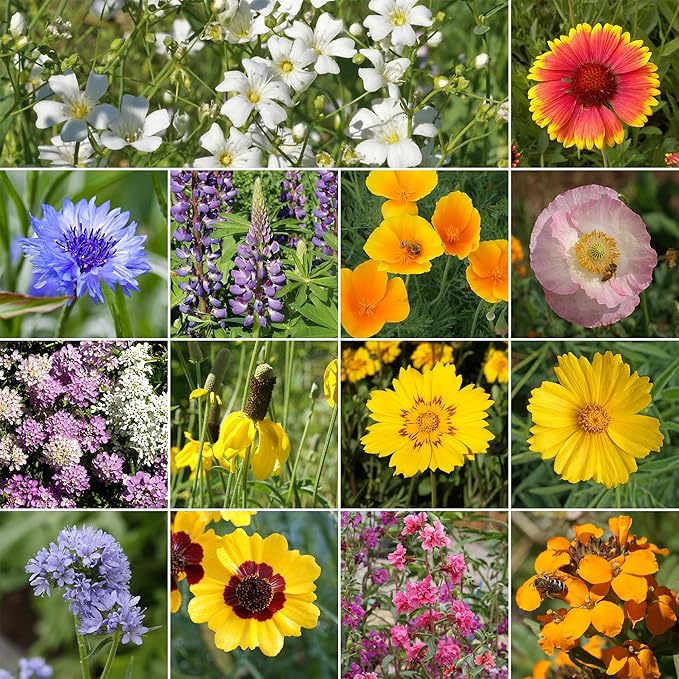 Ferry-Morse Wildflower Seeds - Colorado Western Mix, Non-GMO, Outdoor, Full Sun - 1 lb