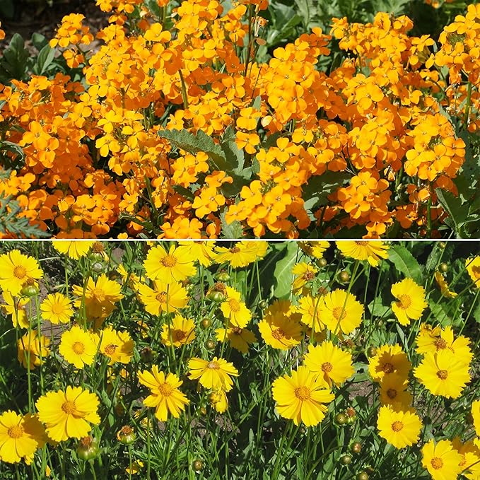 Ferry Morse Wildflower Seeds - Cool Season Mix, Non-GMO, Full Sun - 1 lb