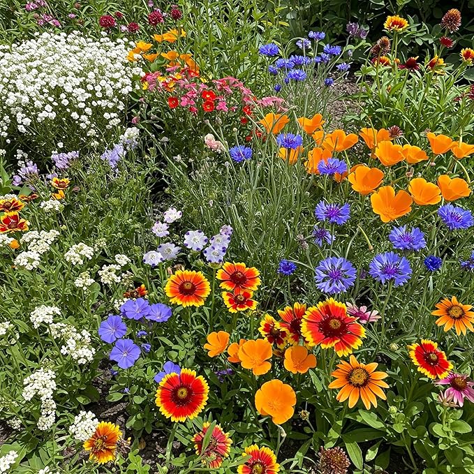 Ferry Morse Wildflower Seeds - Southwest Mix, Low Maintenance, GMO Free - 1 lb