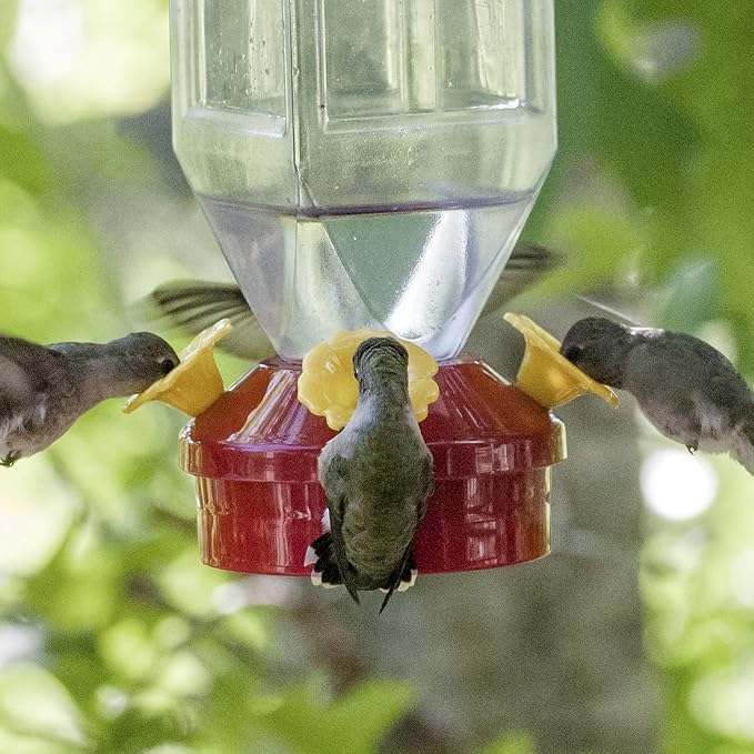 Perky-Pet 201 Lantern Hummingbird Feeder- 18 oz, Red, 6-Pack