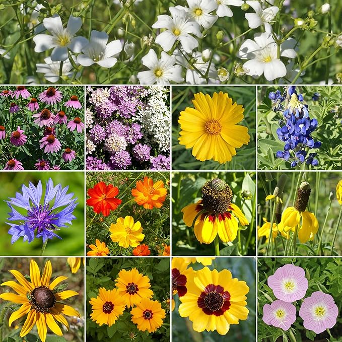 Ferry-Morse Wildflower Seeds - Non-GMO, Full Sun, Outdoor, Texas Native Flowers - 1 lb