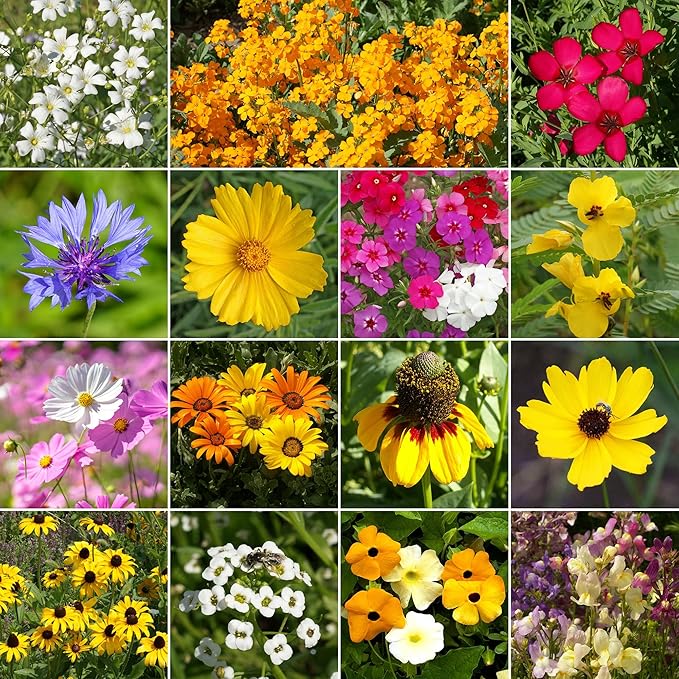 Ferry Morse Wildflower Seeds Mix - Non-GMO, Full Sun, Outdoor - Gulf Coast-Caribbean Mix - 1 lb