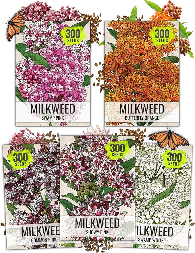 Seed Needs Milkweed Seeds to Plant a Butterfly Garden for Attracting Monarch Butterflies - Collection of Pink, Orange & White Asclepias Milk Weed Variety Pack (5 Packs)