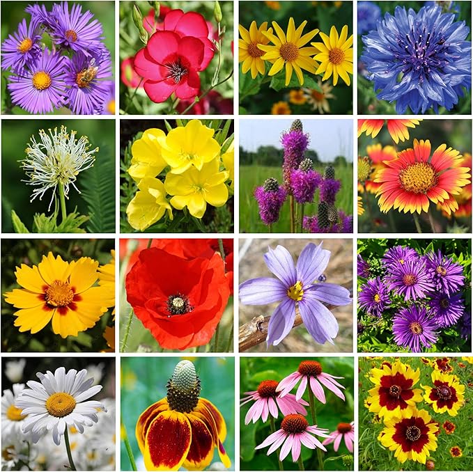 on the Go Seed Shaker - Midwest Wildflower Seeds Regional Mix - Organic, Non-GMO - 100% Pure Seed - 21 Different Wildflowers Seeds of Annual and Perennial, 8oz