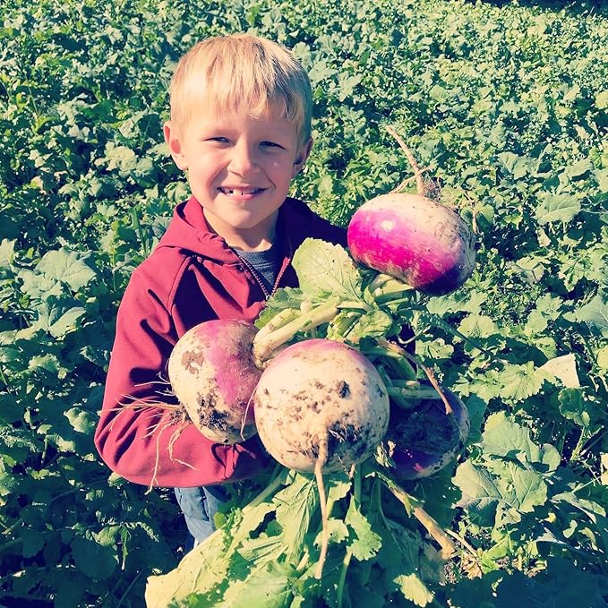 Hale Habitat & Seed Purple Top Turnip Food Plot Seed, 5 lbs