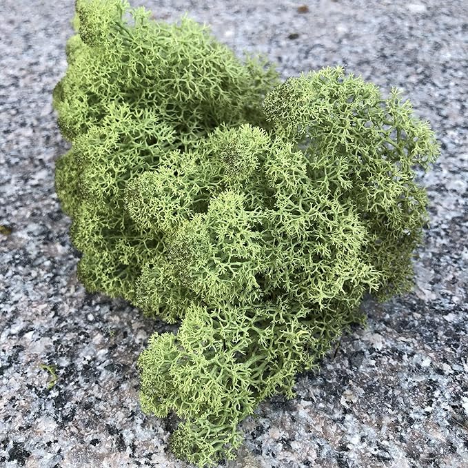 Preserved Reindeer Moss Natural Green DIY Kit Gardenning Art Wall Decor Florist Decor Easter Table Decor Wedding