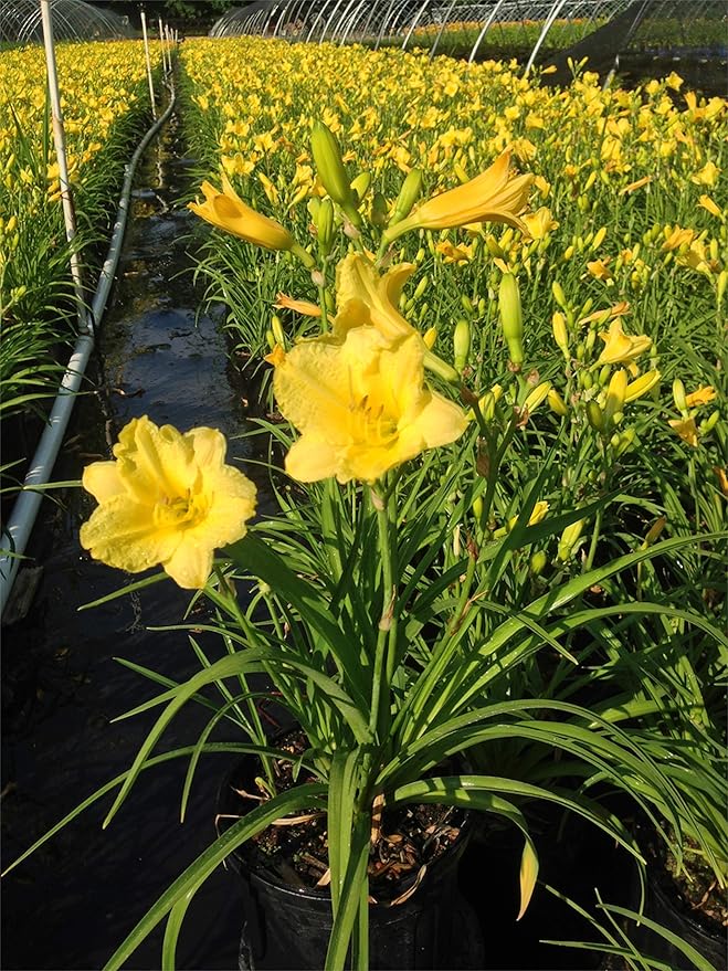 Hemerocallis 'Happy Returns' (Daylily) Perennial, yellow flowers, 1 - Size Container