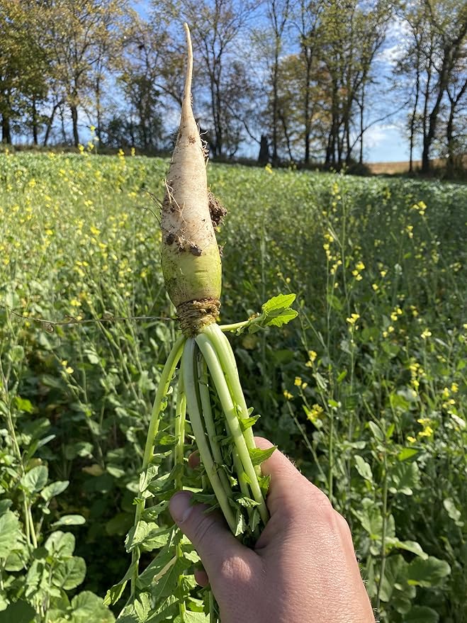 Hale Habitat & Seed Daikon Radish Food Plot Seed (50 lb Bulk)