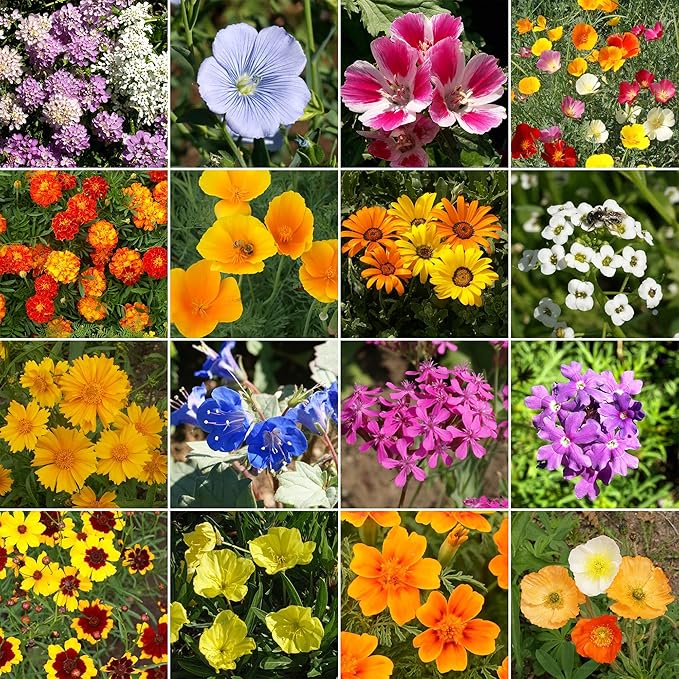 Ferry-Morse Wildflower Seeds - Dwarf Rainbow Colors, Drought Tolerant, GMO Free - 1 lb