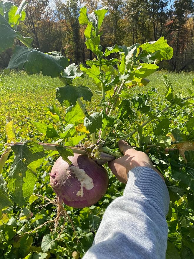Hale Habitat & Seed Purple Top Turnip Food Plot Seed (50 lb Bulk)