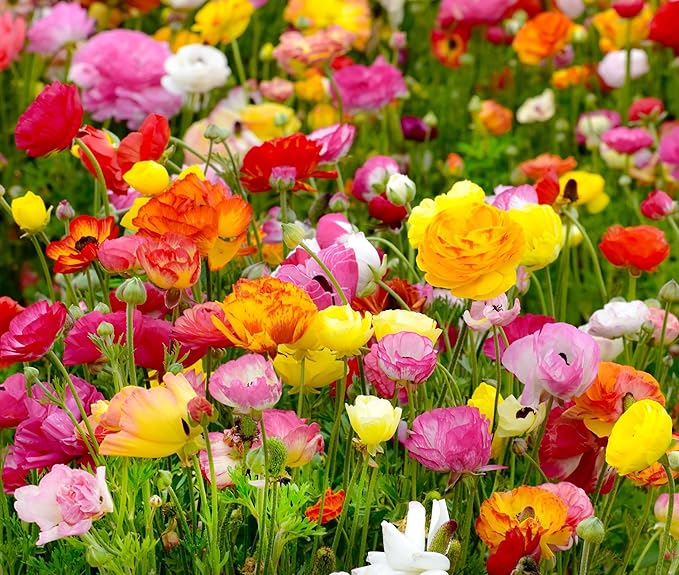 10PCS Mixed Color Yellow/Red/Pink/Purple/White MulticoloredRanunculus Bulbs Double Buttercups Spring Rose Bulb Wedding Flower Bulbs (10, Mix Color 2)