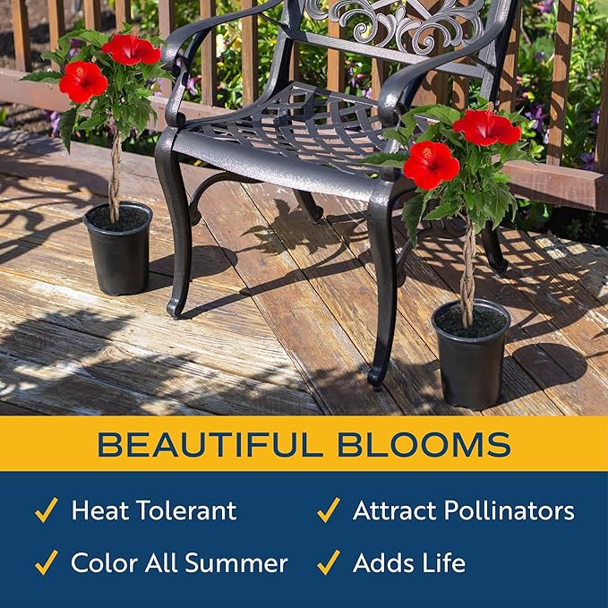 Costa Farms Live Braided Hibiscus Tropical Tree (2-Pack), 20-Inches Tall, Red/Assorted Flowering Outdoor Plants in Easy Grower Pots, Perfect for Patio, Deck, or Garden Decor