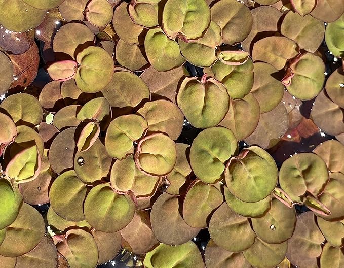 Huge Portion Red Root Floater Plants Lots of Leafs Phyllanthus fluitans Live Floating Aquarium Plant Awesome Aquatic