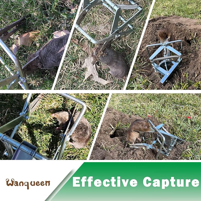 2 Pack Mole Traps that Kill Best, Vole Traps Outdoor Use Scissor for Lawns, Mole Trap Easy to Set Galvanized Steel Reusable Quick Capture Gopher