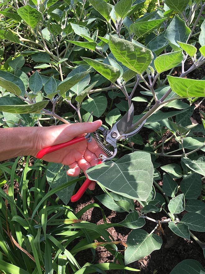 Corona Clipper SP9934 3/4-Inch Bypass Pruning Shears with Bonus Leather Scabbard