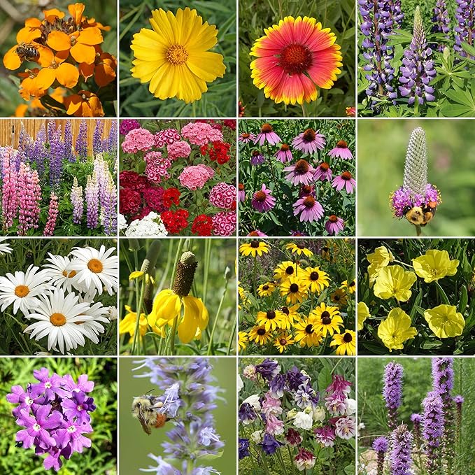 Ferry-Morse Wildflower Seeds - Perennial Mix, Non-GMO Flower Mix - 1 lb