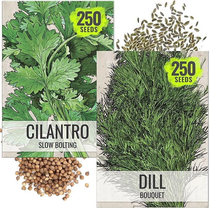 Seed Needs Cilantro & Dill Seeds for Planting Fresh Kitchen Herbs - Non-GMO Heirloom & Untreated Perennial Herb Seed to Plant a Culinary Garden Indoors or Outdoors (2 Pack Duo)