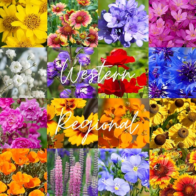 Western U.S. Regional Wildflower Seed Mix, 1/4 lb Covers 800 sqft, Multi-Color Annual and Perennial Non-GMO Blooms, Spring and Fall Planting (1/4 Pound)