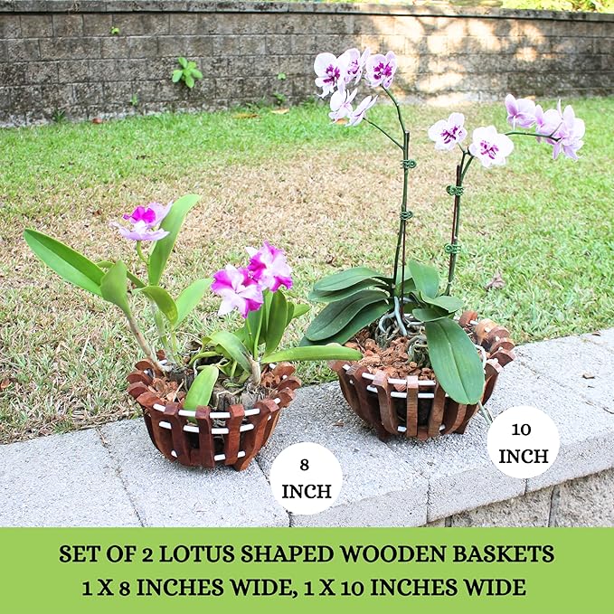 2 Rustic Specialist Orchid Baskets with Hangers for Outdoors, Lotus Flower Shape, 1 is 10 Inches Wide, 1 is 8 Inches, Orchid Tree Hanger