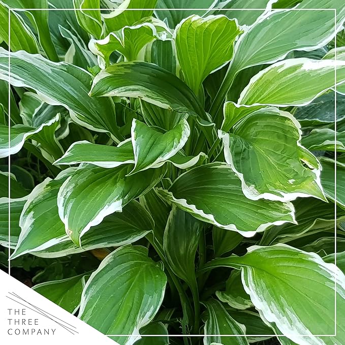 Live Perennial Hosta - Libby (3 Plants Per Pack), Beautiful Accent Plant, 10" Tall by 6" Wide in 1 Quart Pot (Pack of 2)