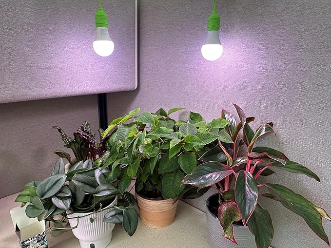 Miracle LED Citrus Tree Starter Grow Light Kit (Absolute Daylight Purple Spectrum Edition 2-Pack)