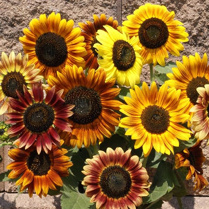 Outsidepride Autumn Beauty Sunflower Seeds for Planting - 1/4 Lb. Annual, Easy to Grow Flower Seeds w/Vibrant, Abundant Blooms for Cut Flower Arrangements & Pollinator & Vegetable Gardens
