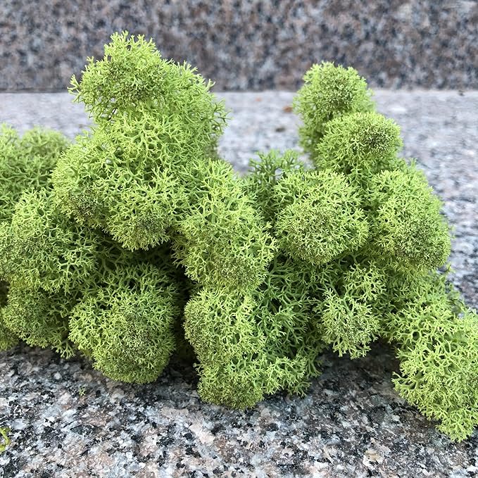 Preserved Reindeer Moss Natural Green DIY Kit Gardenning Art Wall Decor Florist Decor Easter Table Decor Wedding