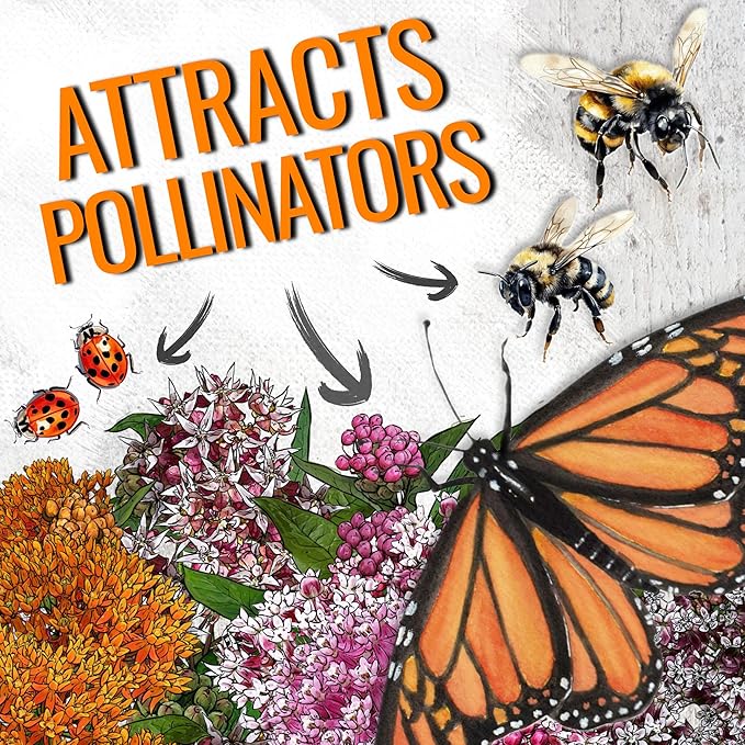 Seed Needs Milkweed Seeds for Planting a Butterfly Garden to Attract Monarch Butterflies - Collection of Pink, Orange & White Asclepias Milk Weed Variety Pack (5 Packs)