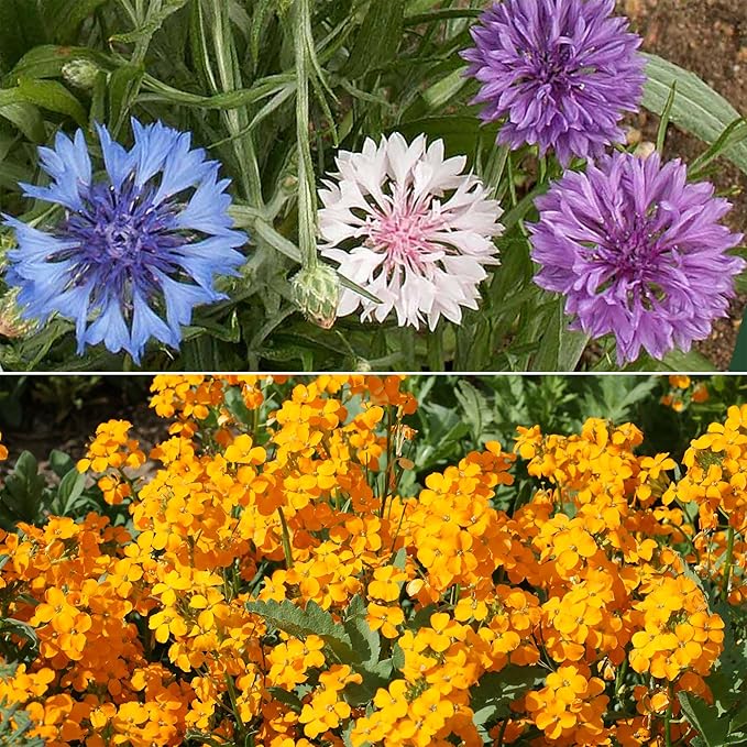 Ferry-Morse Wildflower Seeds - Dwarf Rainbow Colors, Drought Tolerant, GMO Free - 1 lb