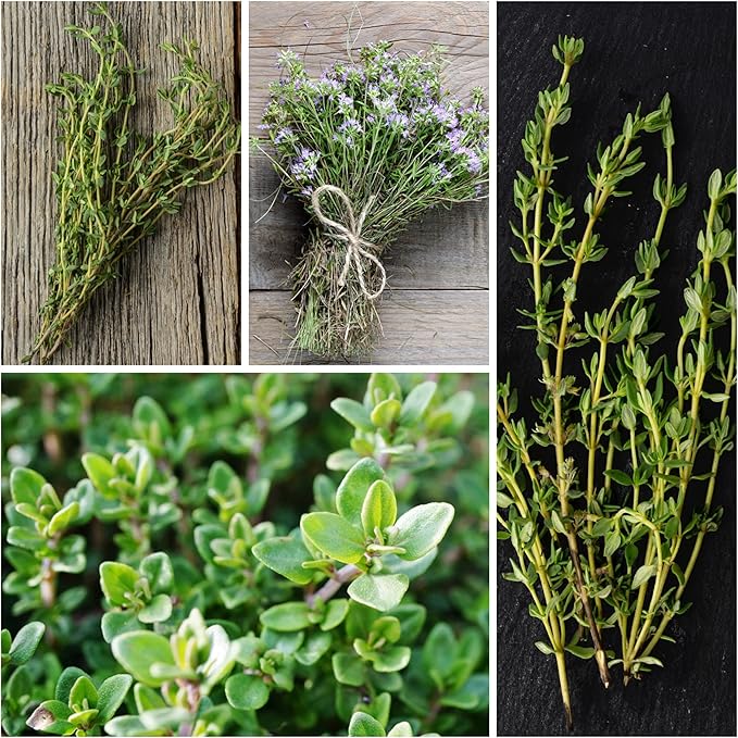 Seed Needs Rosemary & Thyme Seeds for Planting Fresh Kitchen Herbs - Non-GMO Heirloom & Untreated Perennial Herb Seed to Plant a Culinary Garden Indoors or Outdoors (2 Pack Duo)