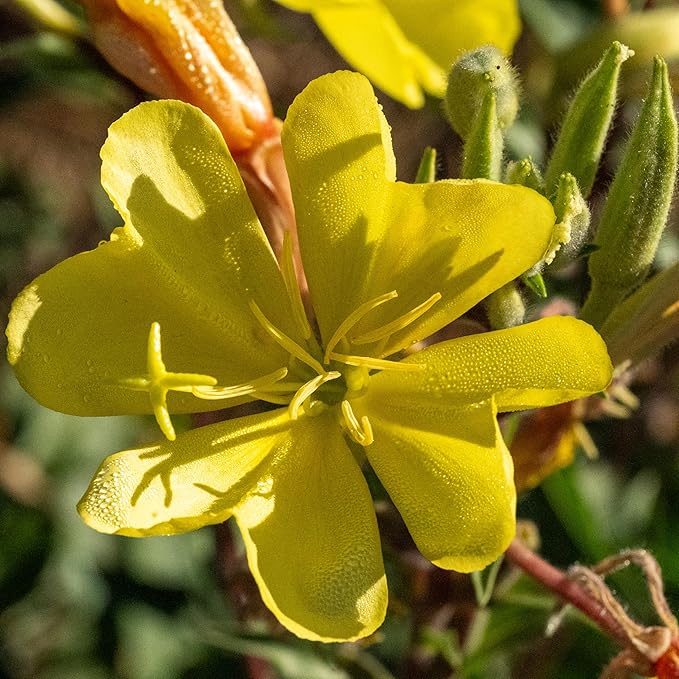 Plant Good Seed Organic Large Flowered Evening Primrose Seeds - Pack of 175, Heirloom Seeds for Planting Herbs, Flowers - Gardening Supplies, Herb Garden - Non-GMO, from USA