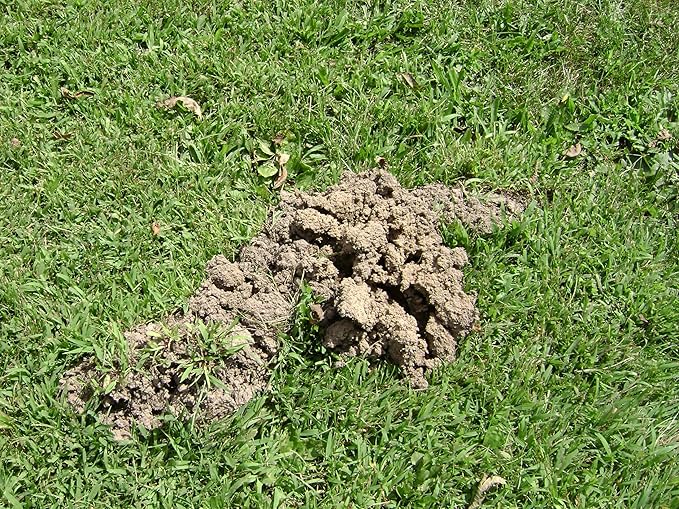 Tomcat Mole Killer(a) - Mimics Natural Food Source, Kills with a Single Feeding, Mole Killer for Lawns and Yards, 12 Worm Baits