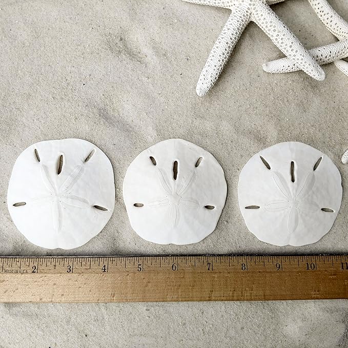 Tumbler Home Sand Dollars and Starfish for Crafts, 3 Real Starfish (4"-6") and 3 Sand Dollars (3"-3.5") in Bulk