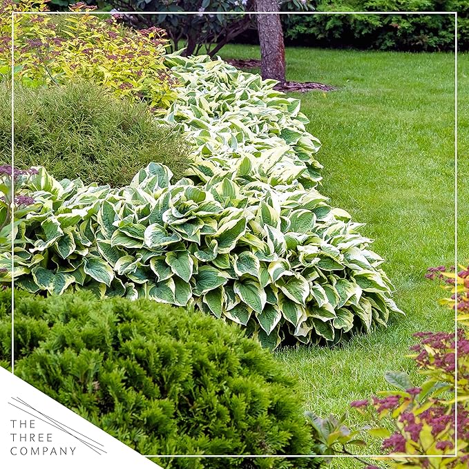 Live Perennial Hosta - Libby (3 Plants Per Pack), Beautiful Accent Plant, 10" Tall by 6" Wide in 1 Quart Pot (Pack of 2)