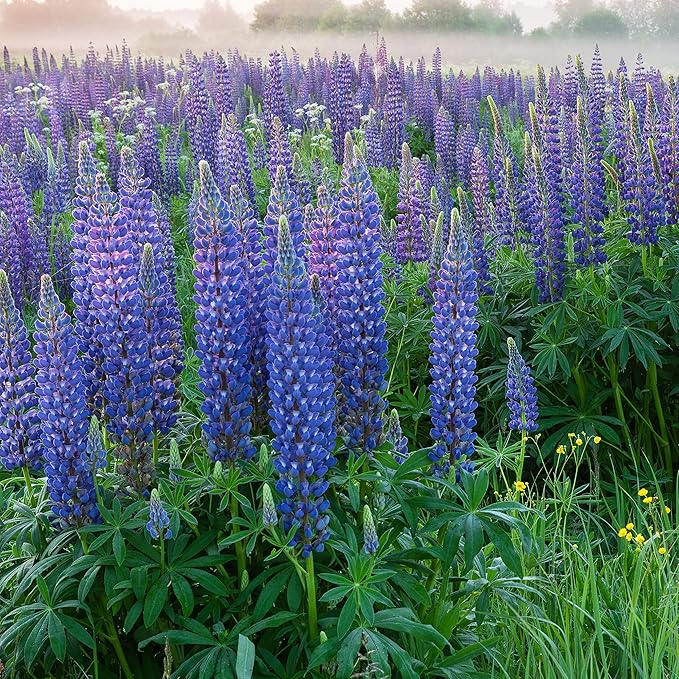 Outsidepride Wild Blue Perennial Lupine Seeds - 1 Lb. Self-Sowing, Cold Hardy & Frost Tolerant Wildflower Seeds for Fall Planting, Ideal for Attracting Pollinators & Hummingbirds
