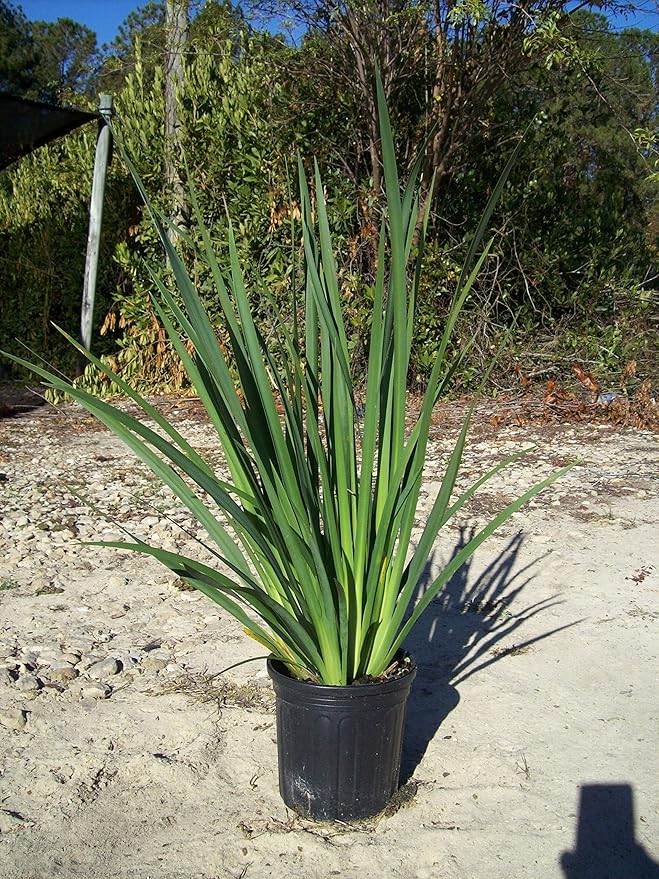 White African Iris 1 Gallon