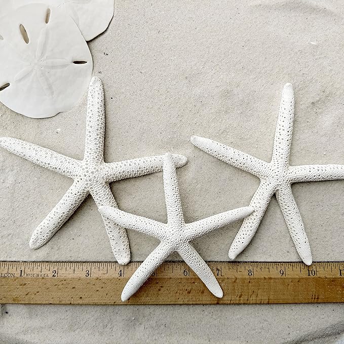Tumbler Home Sand Dollars and Starfish for Crafts, 3 Real Starfish (4"-6") and 3 Sand Dollars (3"-3.5") in Bulk