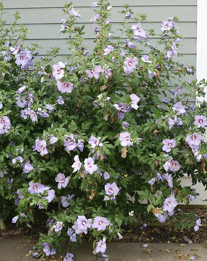 Proven Winners - Hibiscus syriacus Azurri Blue Satin (Rose of Sharon) Shrub, blue w/ red flowers, #3 - Size Container